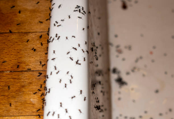 Best Local Pest Control Services  in Lander, WY