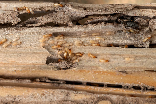  Lander, WY Pest Control Pros